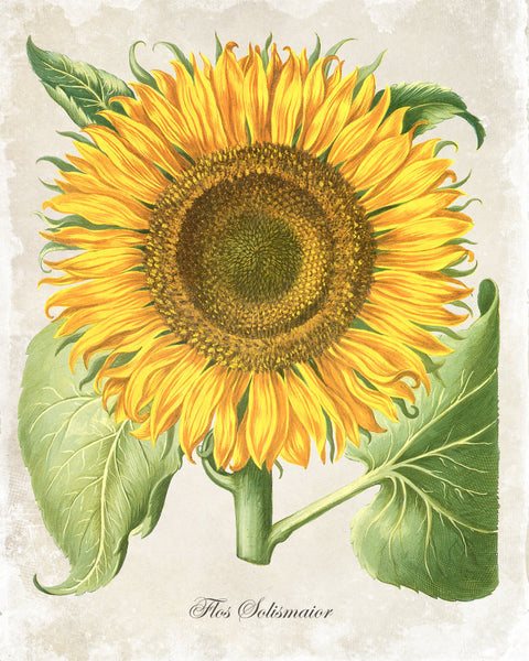 Antique botanical illustration of a large sunflower with green leaves on aged cream paper