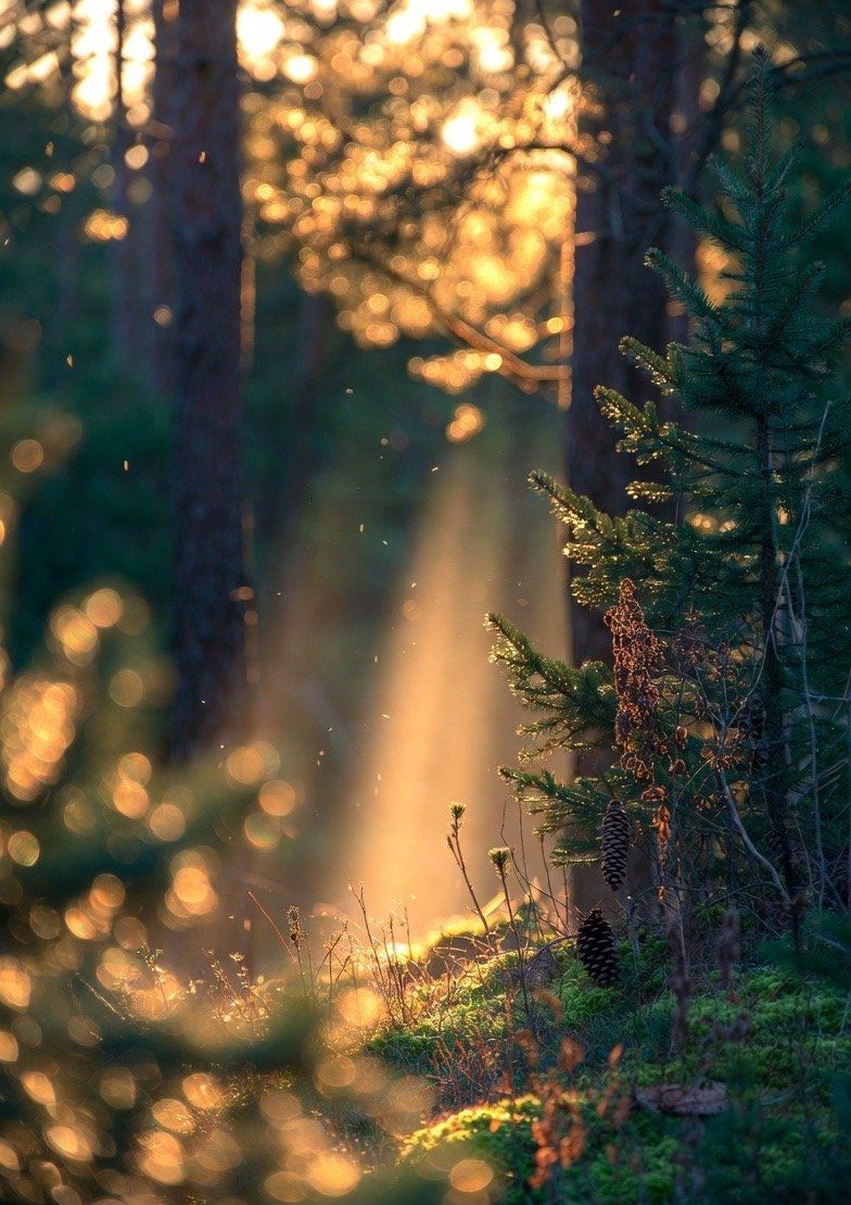 Sun rays falling through a pine forest onto moss and pinecones