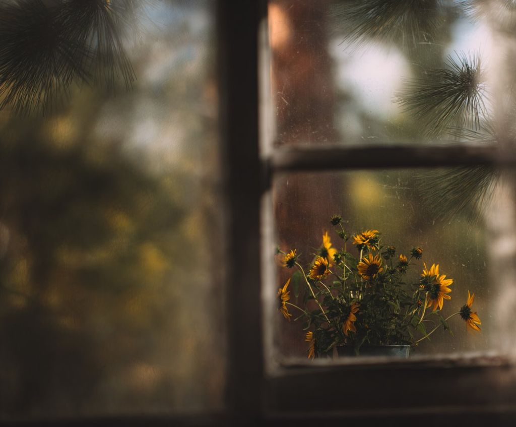 Wild sunflowers on a windowsill behind old glass, pine boughs outside