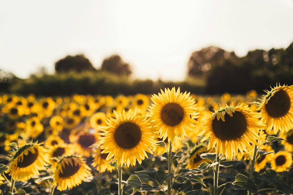 A field of yellow sunflowers
