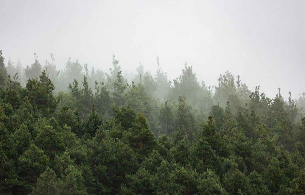 A misty evergreen forest on a foggy day
